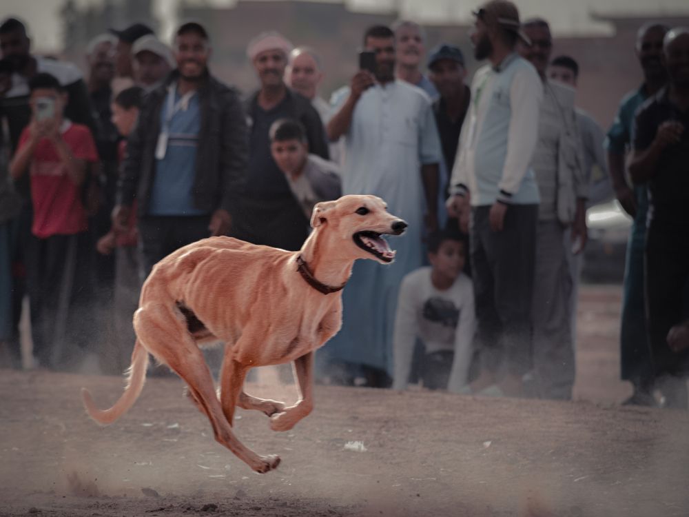 Photograph by Bachir Rabouh