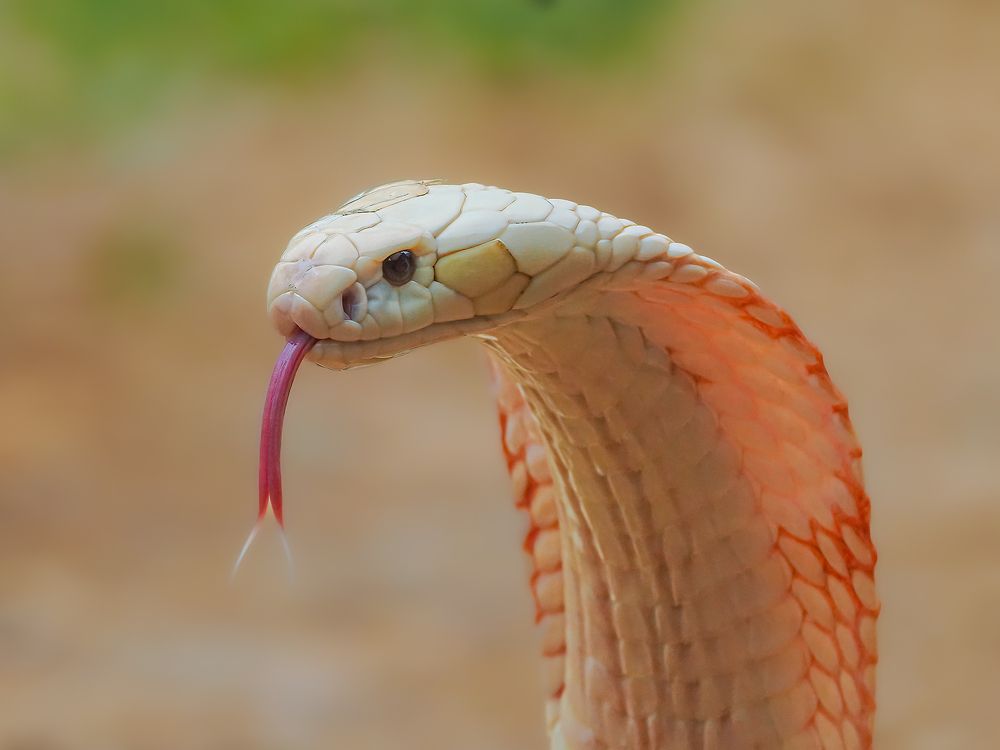 Photograph by Phuong Nguyen