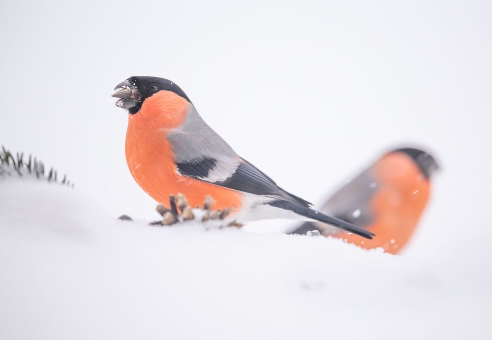 Photograph by Елена Хорохорина