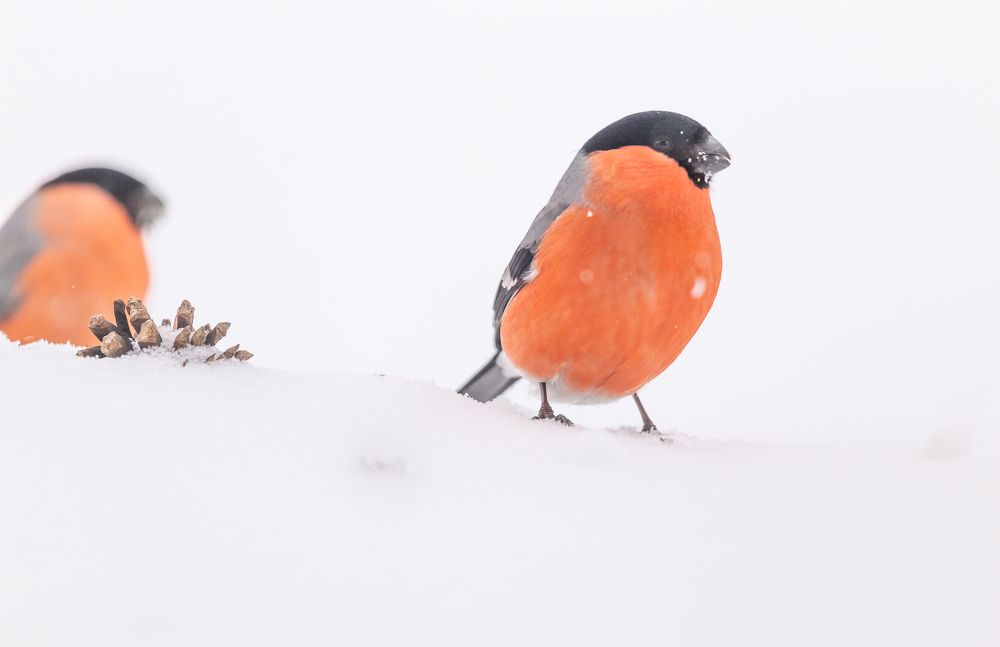 Photograph by Елена Хорохорина