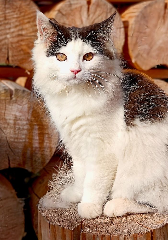 Photograph by Наталья Шумилова