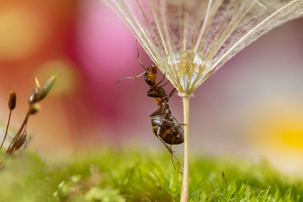 Любопытство