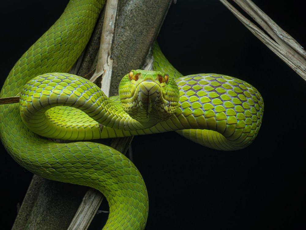 Photograph by Phuong Nguyen