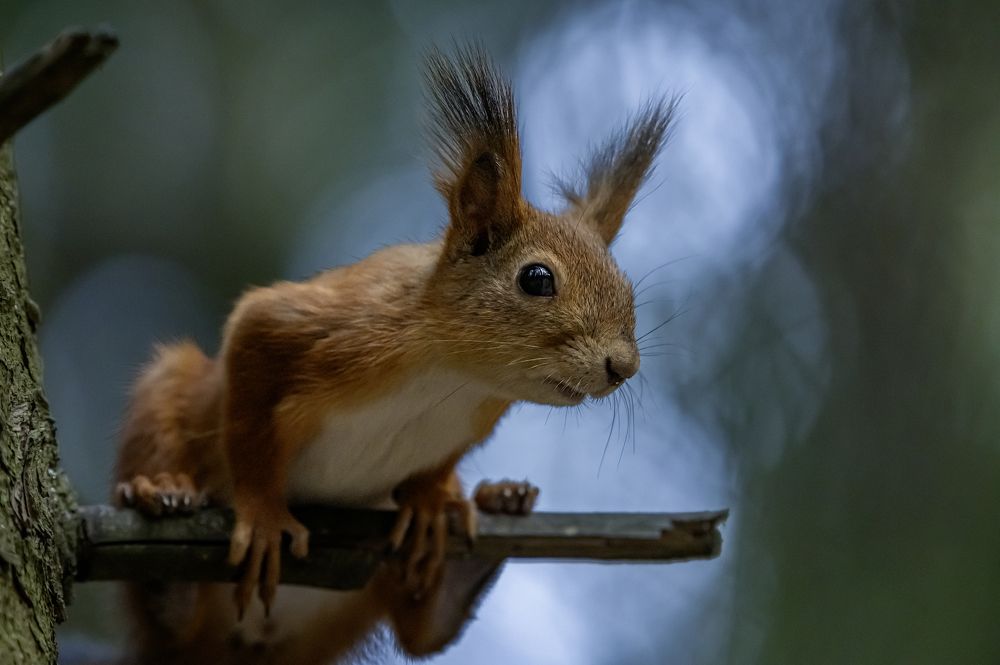 Photograph by Aлена Плясова