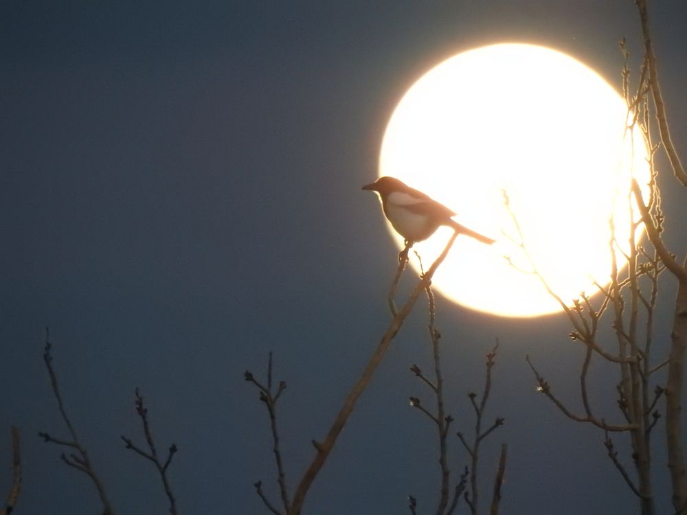 Фотография автора Shavkat Tojiyev