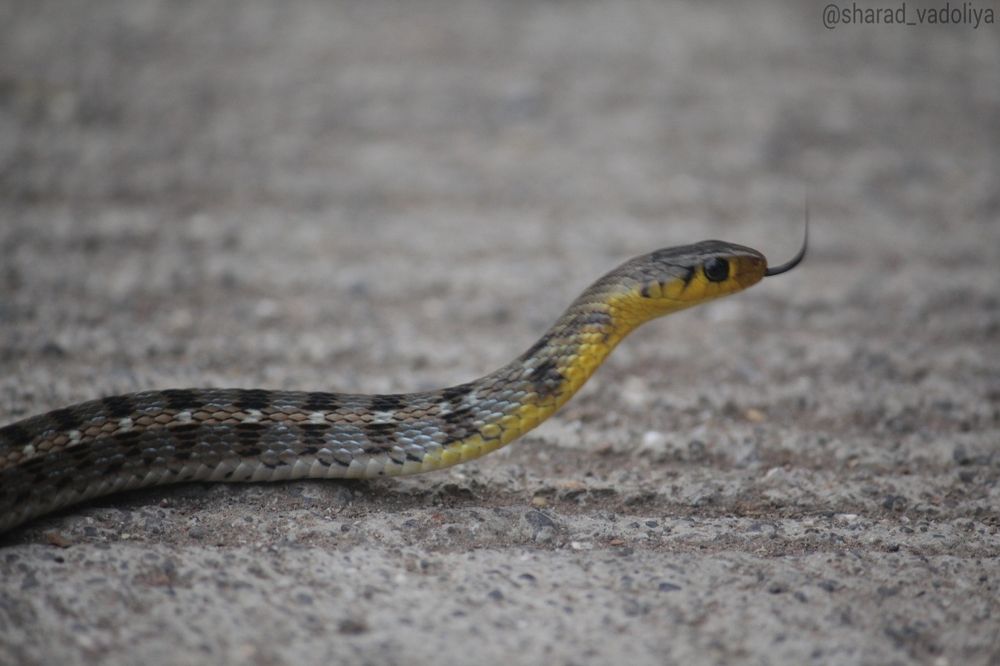 Photograph by Sharad vadoliya