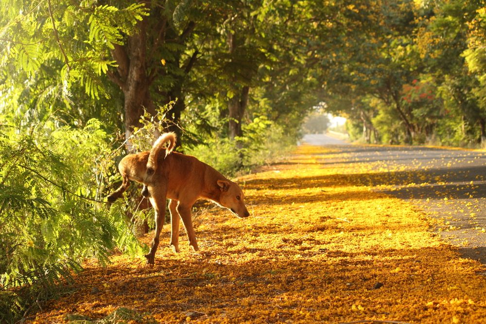 Photograph by Sharad vadoliya