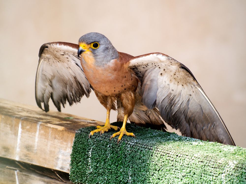 Photograph by Abdolreza Aleagha