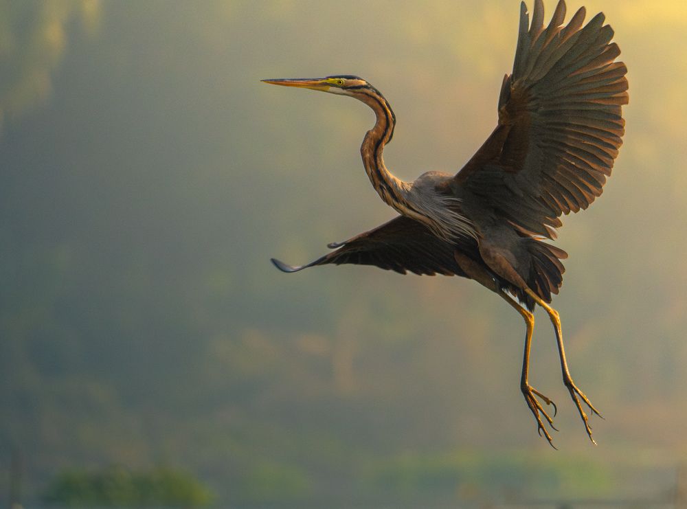 Photograph by Krishnendu Adak