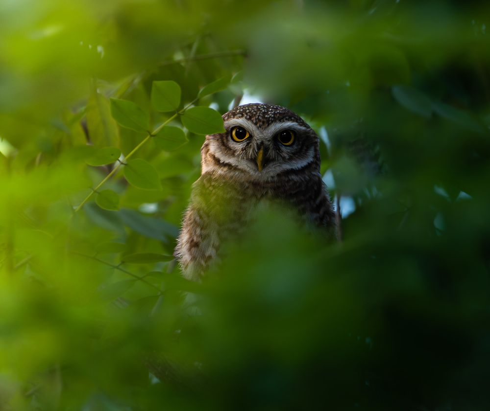 The Stealthy watcher