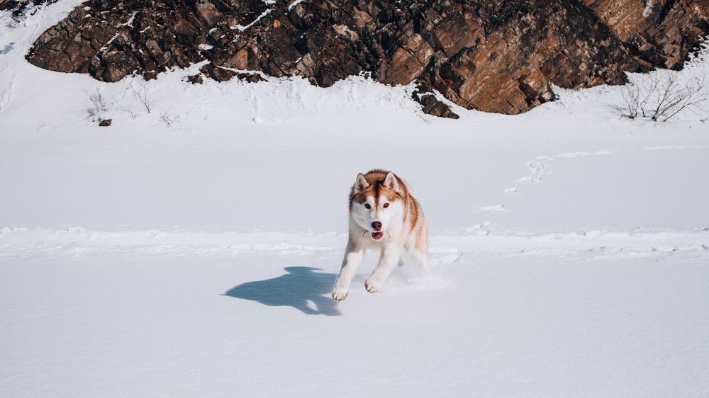 Photograph by Алина Перескокова
