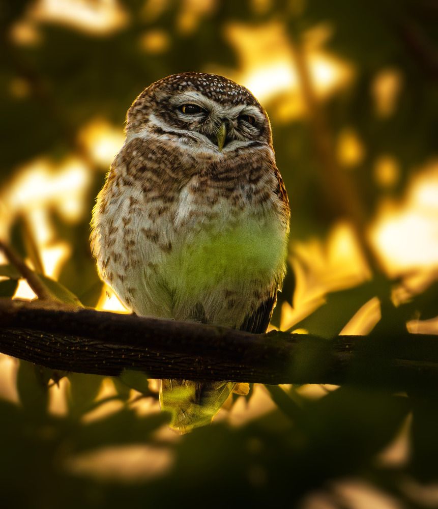 Photograph by Krishnendu Adak