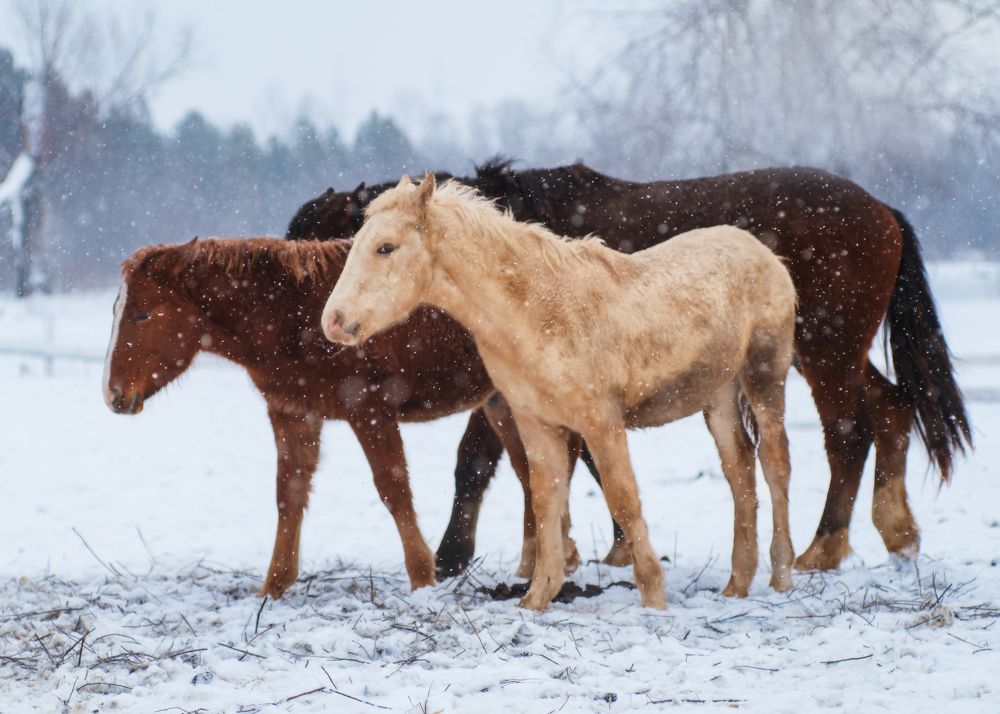 Photograph by Тамара Вотинцева