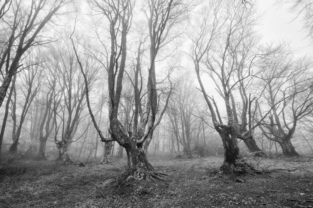 Photograph by Андрей Прищепин