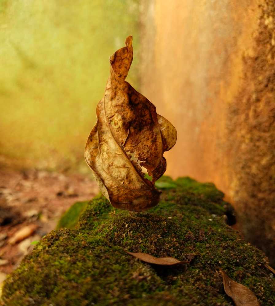 Photograph by Sakthipriya