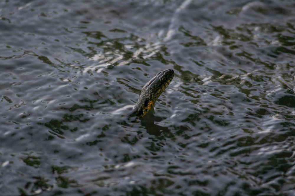 Photograph by Дарья Улюсова