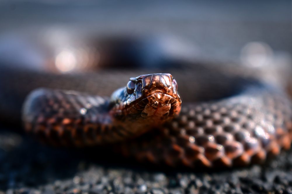 Гадюка в позе атаки