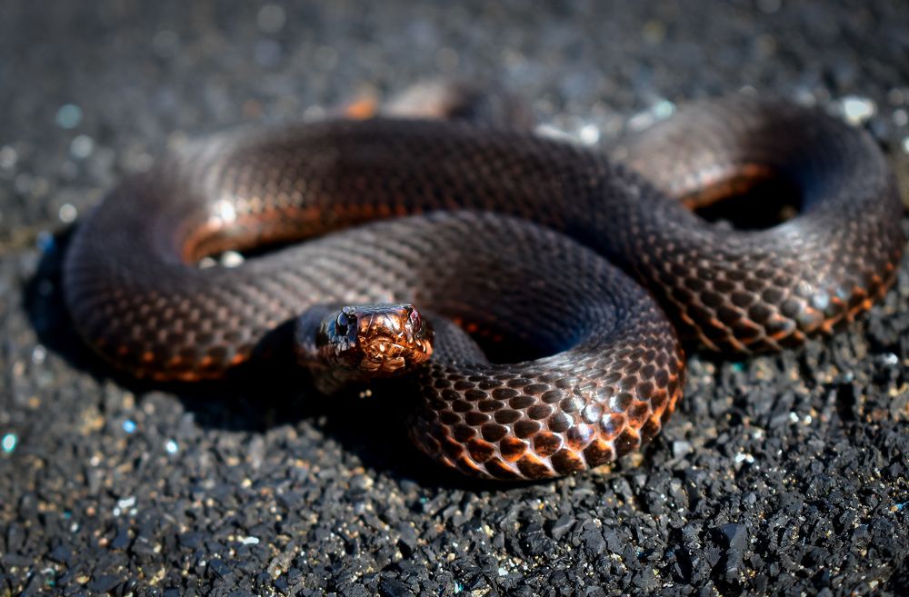 Photograph by Марина Бикеева-Сулейманова