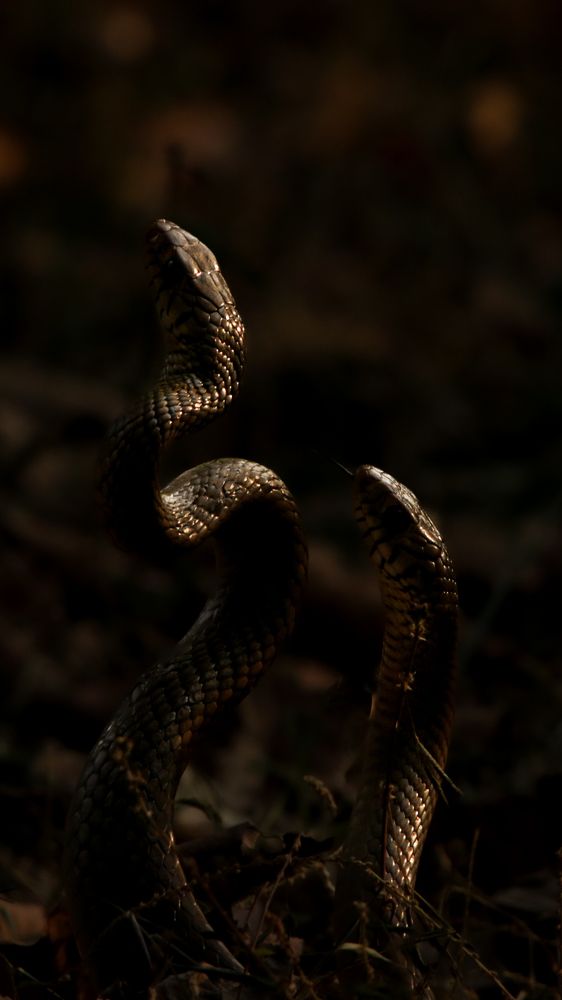 Photograph by Jemy Jose Mathew