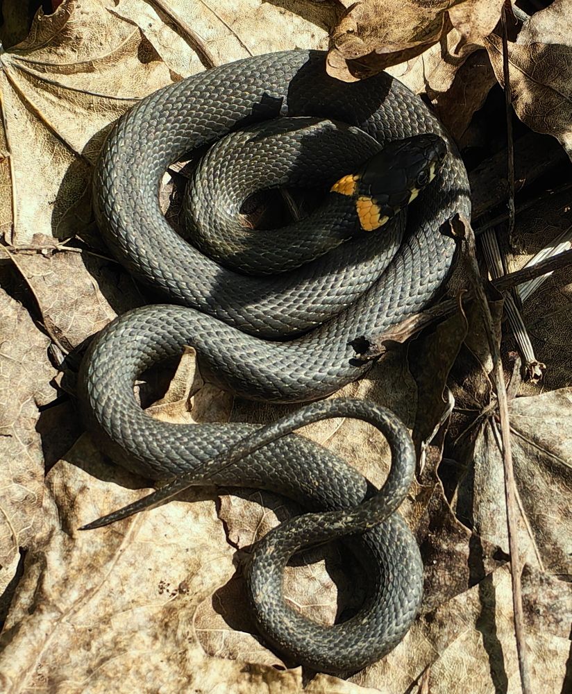 Photograph by Кристина Рыбина