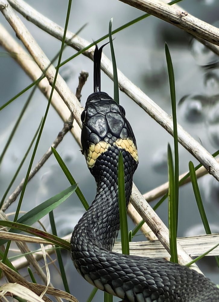 Photograph by Кристина Рыбина