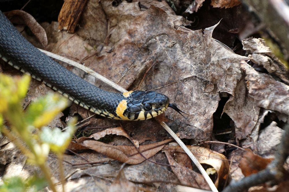 Photograph by Лена Максимкина