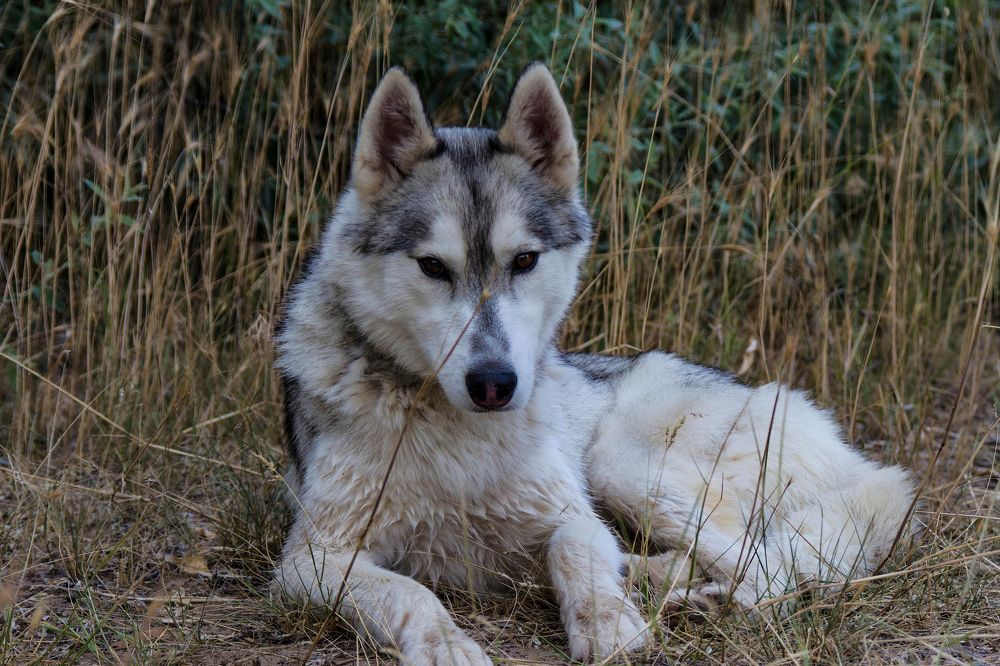 Photograph by Ирина Шибитова