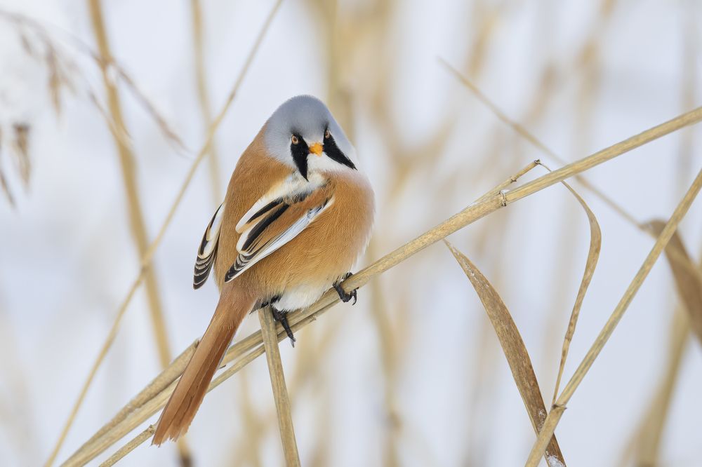 Photograph by Руслан Pl