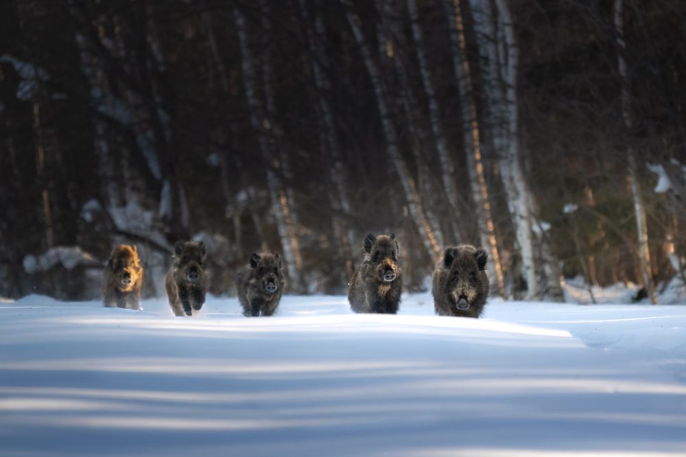 Photograph by Nephotograph