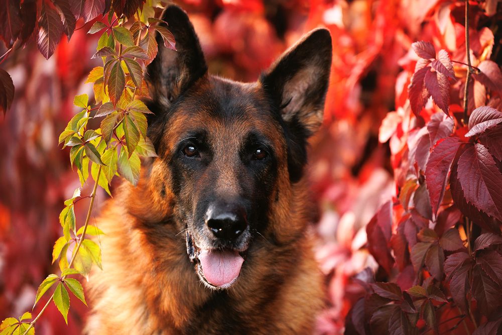 Портрет Алекса