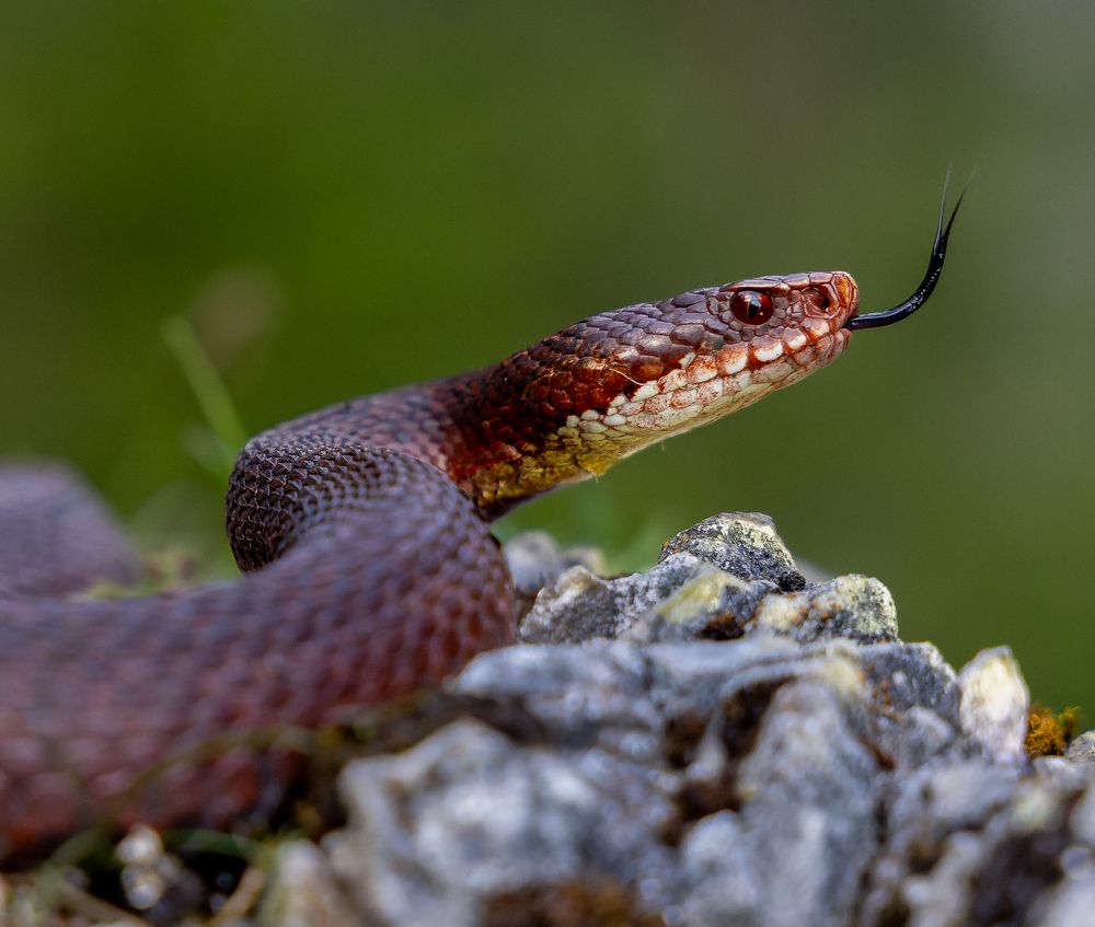 Photograph by George Alexandru Ghiuro