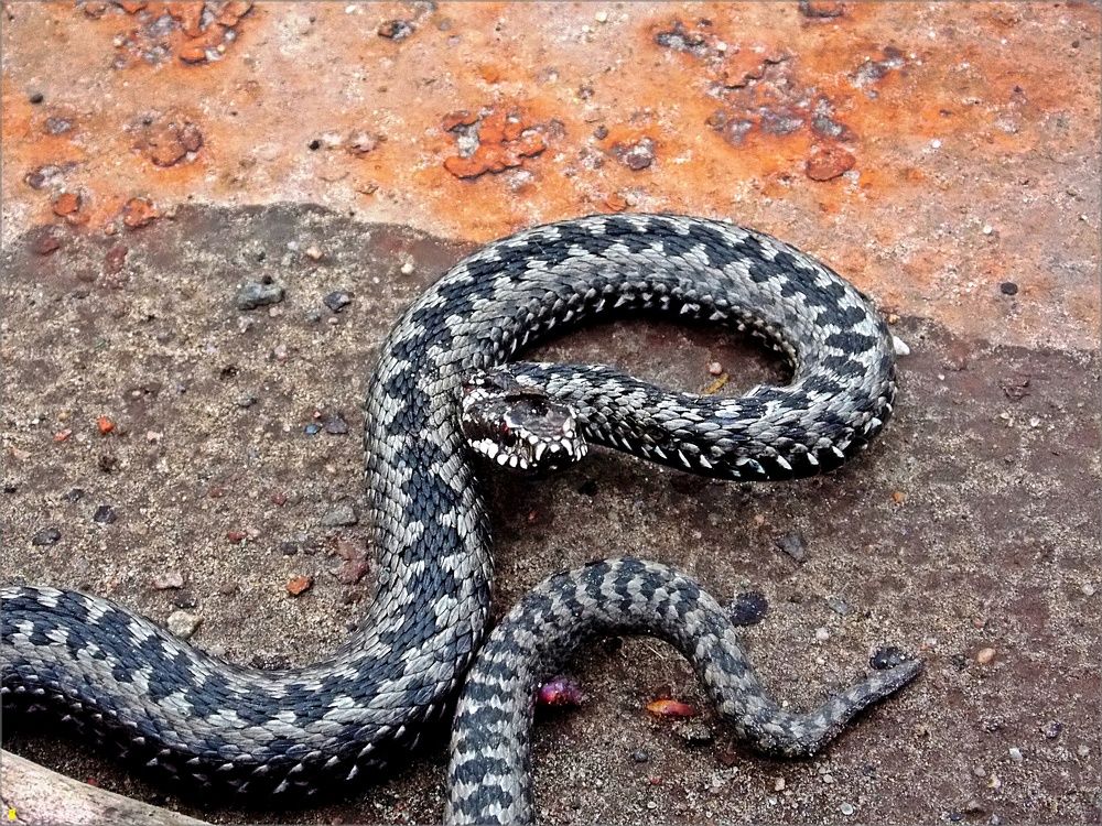 Змея  во дворе