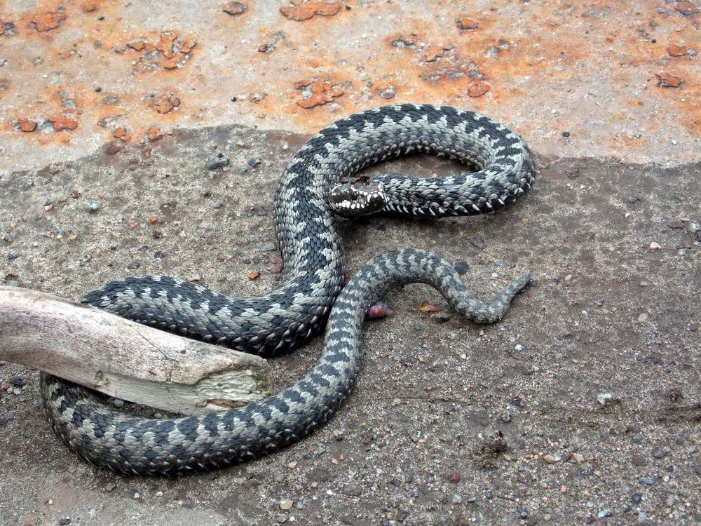 Змея  во дворе