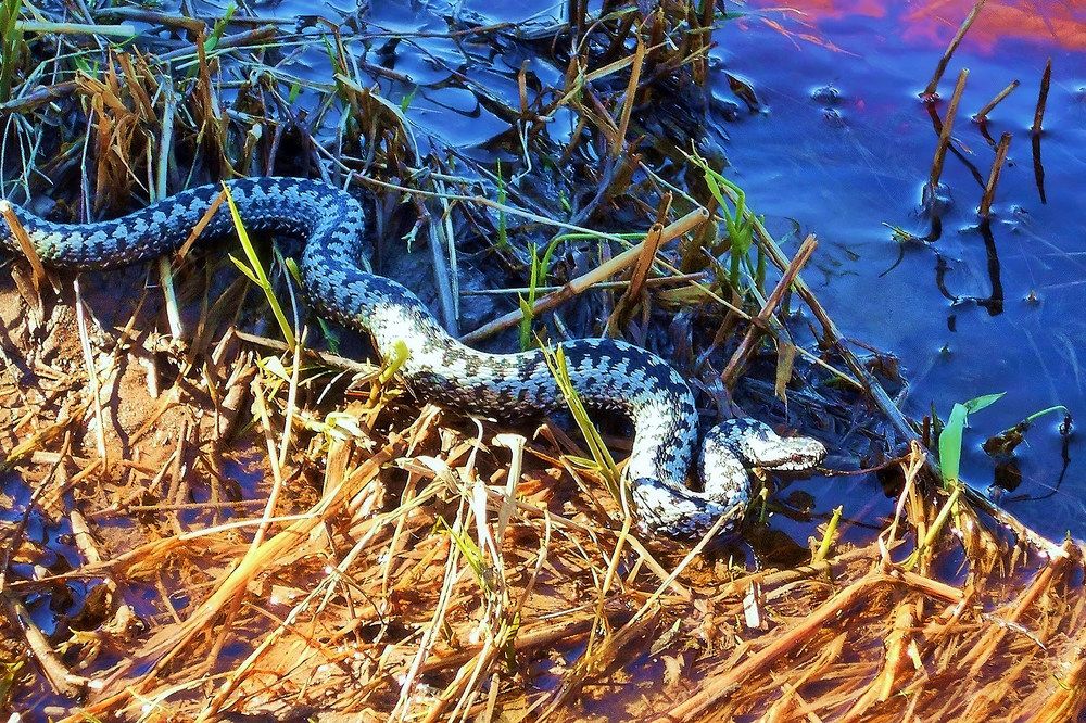 Сытaя змея ползет к  воде.