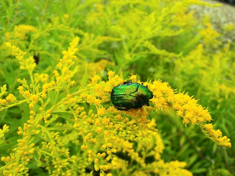 Photograph by Инна Голубева