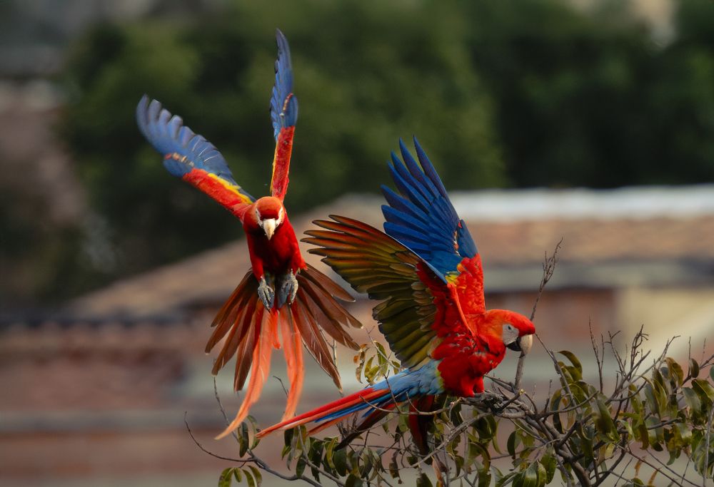 Photograph by Ricardo A. Restrepo L.