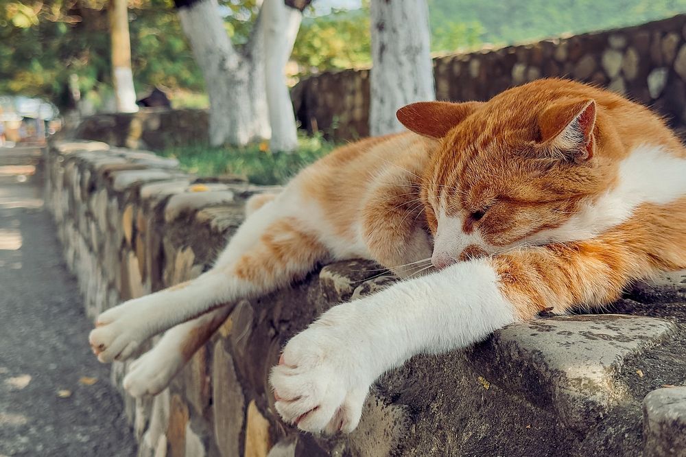 Фотография автора Олег Васильев