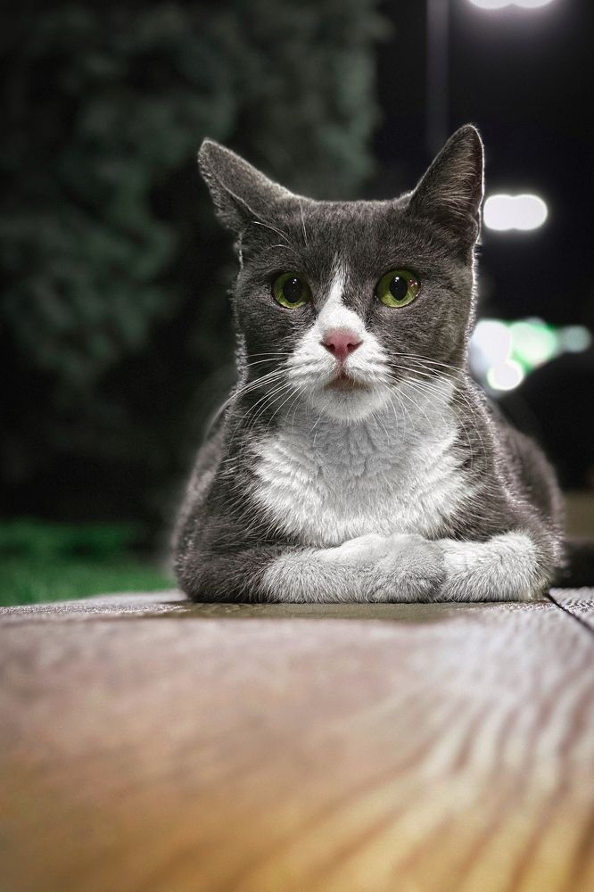 Фотография автора Олег Васильев