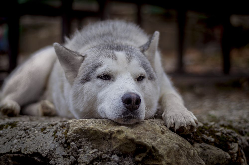 Фотография автора Олег Васильев
