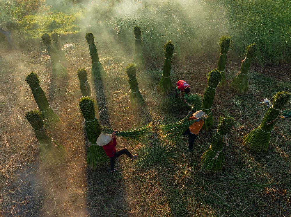 Harvesting sedge