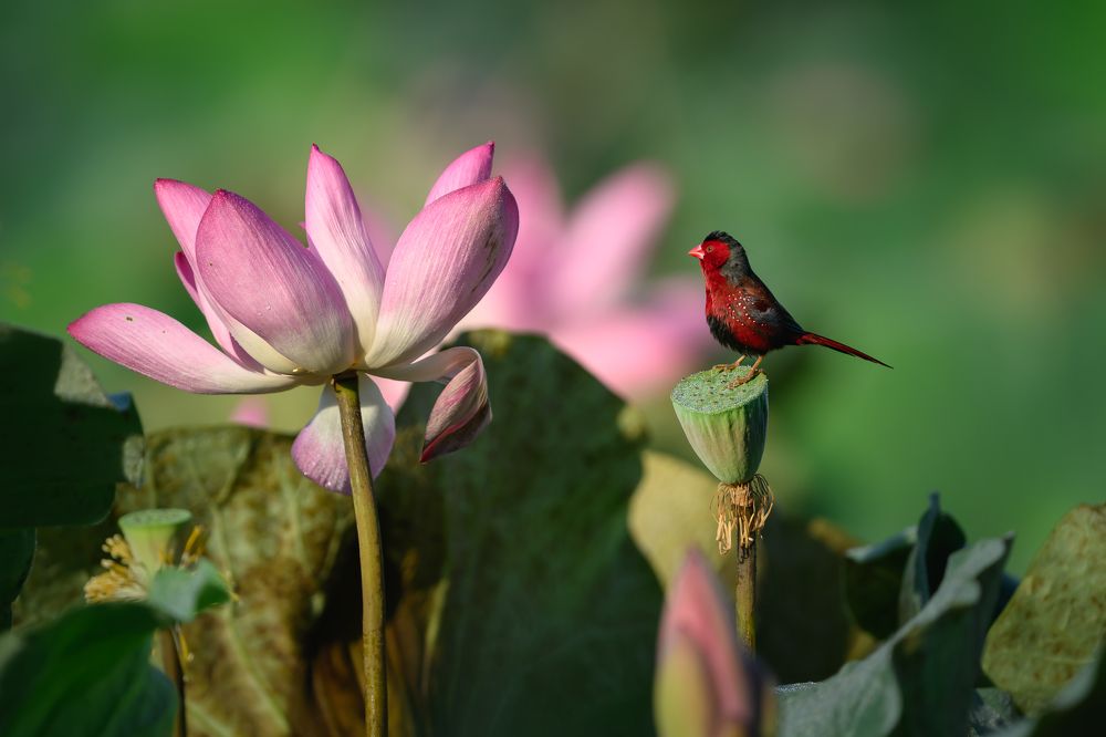 Photograph by Son Truong