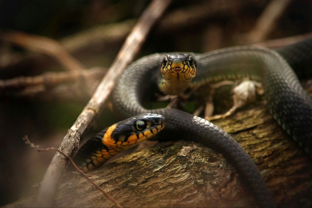 Photograph by Элина Абакумова