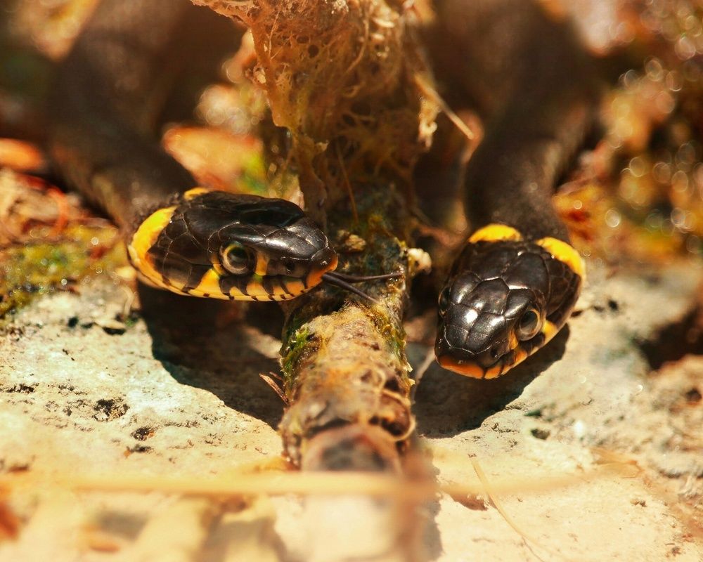 Photograph by Элина Абакумова