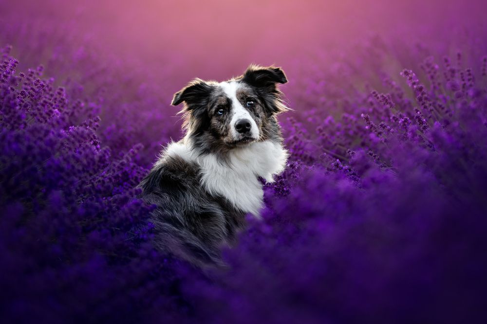 Photograph by Veronika Blažeková