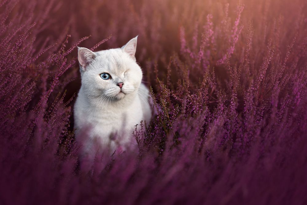 Photograph by Veronika Blažeková