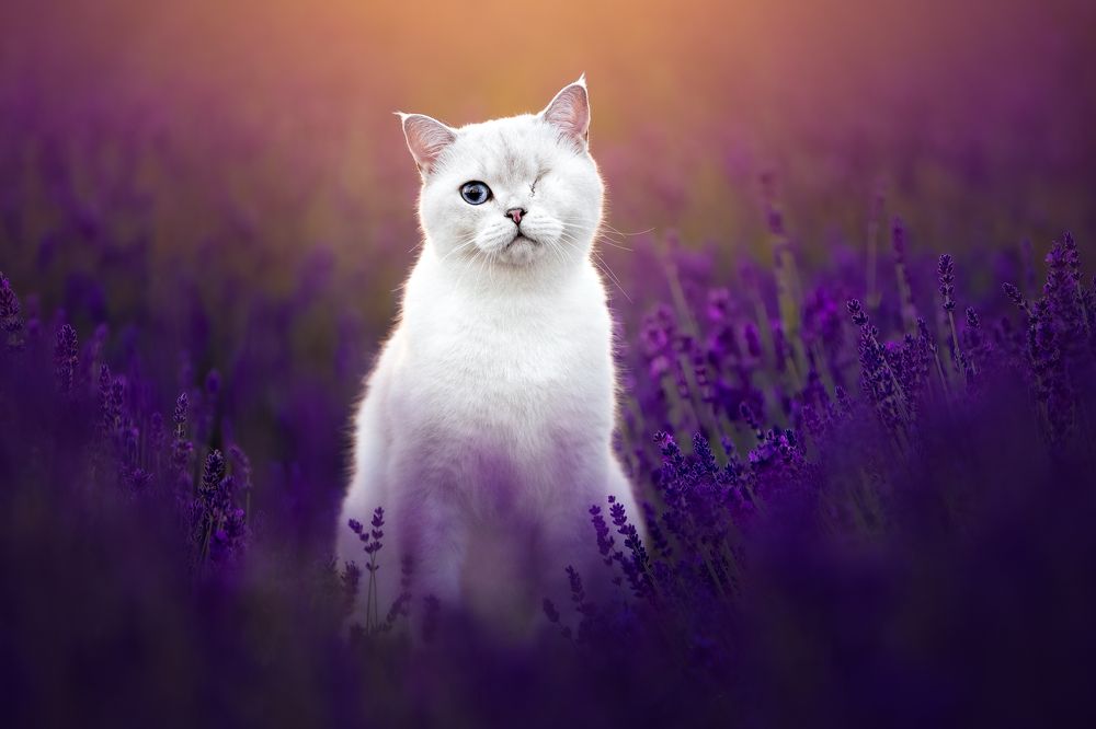 Photograph by Veronika Blažeková