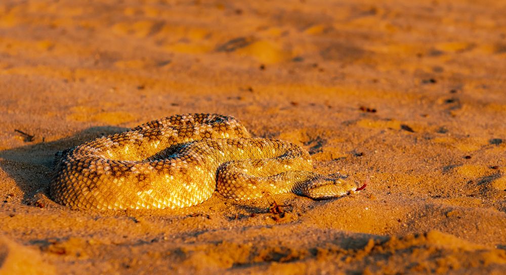 Photograph by Sajeev Krishnan