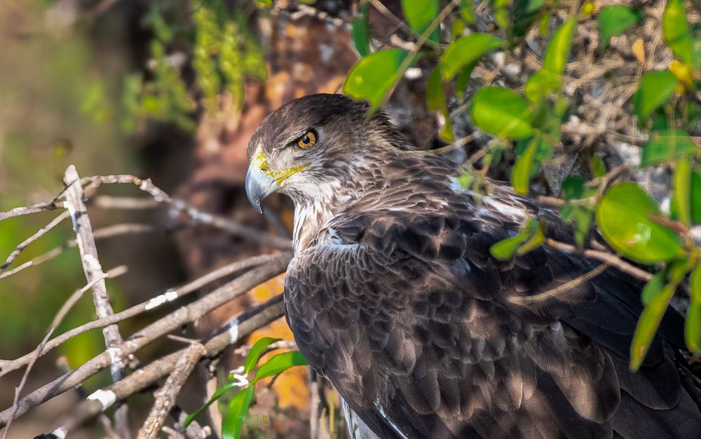 Photograph by Satish Nerlekar