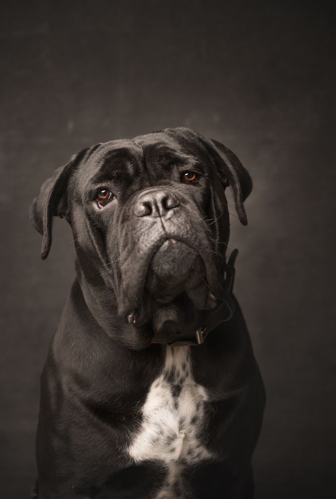 Фотография автора Антон Шарапов