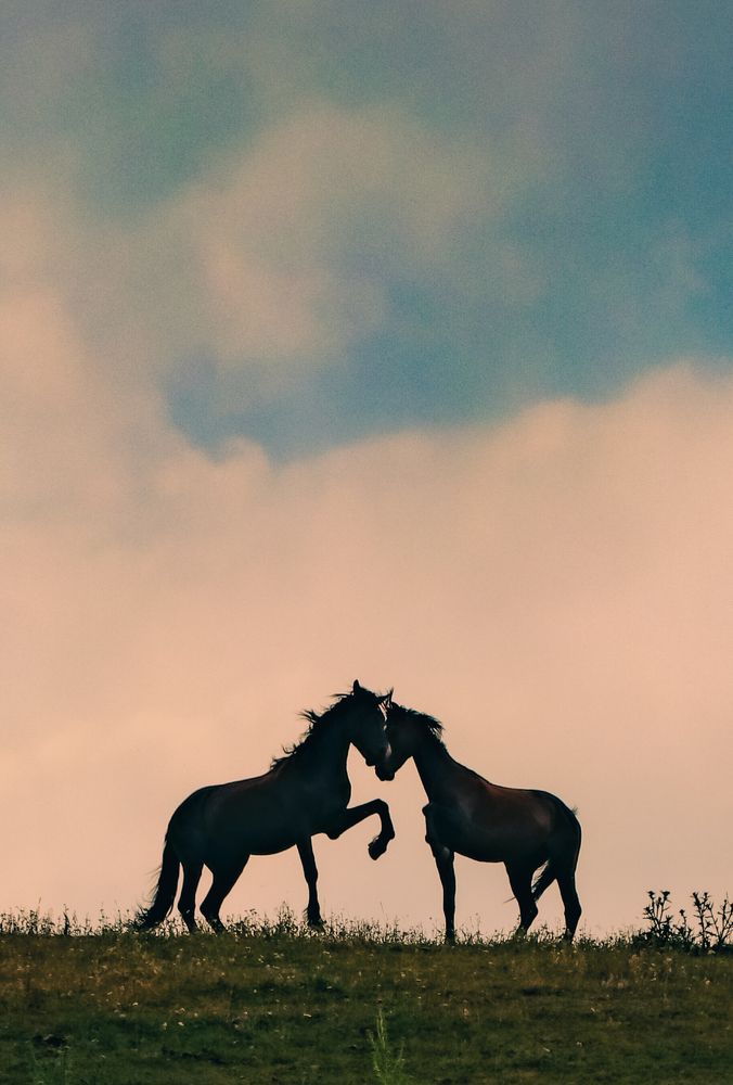 Фотография автора Владимир Широкий